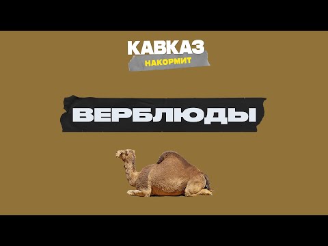 Видео: Кавказ накормит: верблюды