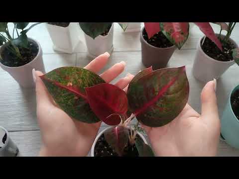 Видео: Комнатные растения. Аглаонемы.