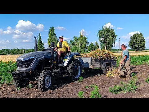 Видео: Збір врожаю часнику 2024❗️🇺🇦 Прополка кавунів фрезой