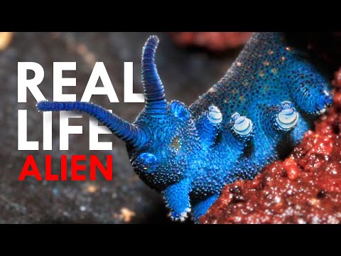 Видео: Бархатный червь выглядит так, будто он с другой планеты