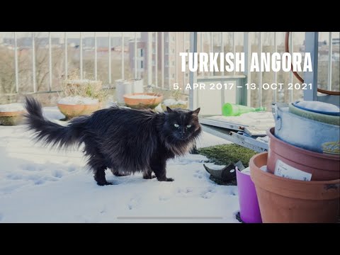 Видео: Турецкая ангора лучшая порода кошек?