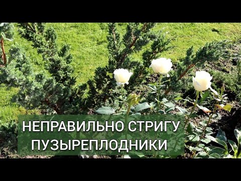 Видео: НЕПРАВИЛЬНО СТРИГУ ПУЗЫРЕПЛОДНИКИ. 6.09.2025г.