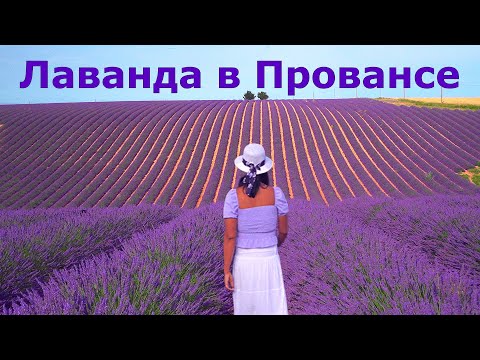 Видео: Прованс // Лавандовые поля