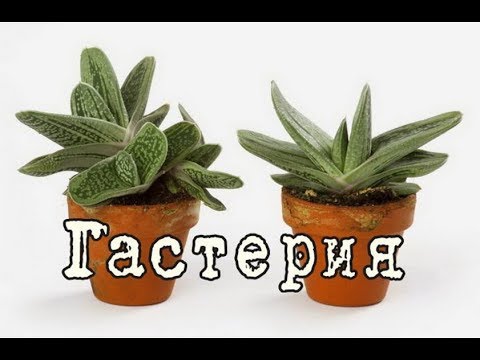 Видео: ГАСТЕРИЯ – неприхотливый суккулент. Уход и разведение в домашних условиях