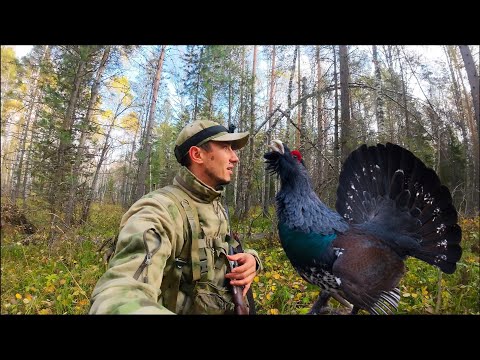 Видео: В ПОИСКАХ ПЕРВОГО ГЛУХАРЯ | СТРАДАНИЯ, БОЛЬ, ПОТ, РАЗОЧАРОВАНИЯ | ТОЗ-34Р