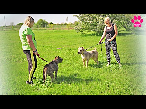 Видео: Новая собака! Невеста для Кинга? А понравится ли ей Кинг? Как пройдет знакомство?