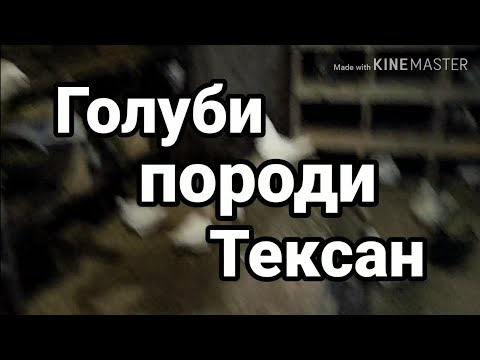 Видео: Голуби раси Тексан