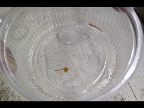 Видео: Сколько мальков (ювенилов) вылупляется из кокона Дендробены .