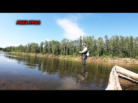 Видео: Рыбалка на реке Урал. Спиннинг в забродку. Рыбалка в Оренбургской области.