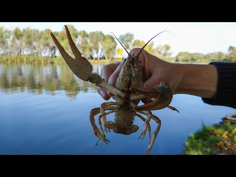 Видео: Ловля раков на разные приманки.Супер блюдо на костре))