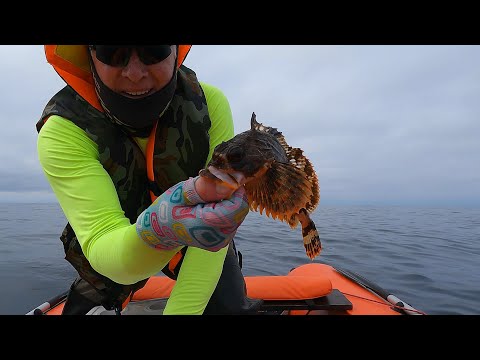 Видео: Жадный терпуг. Сразу две рыбы на одну приманку.