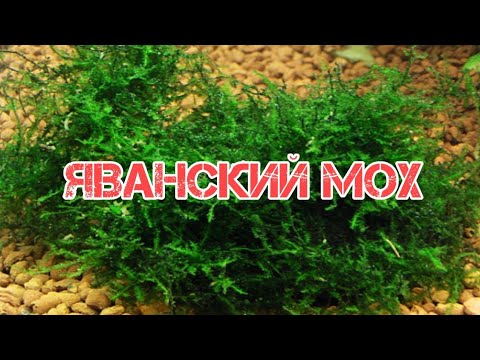 Видео: СЕКРЕТЫ СОДЕРЖАНИЯ ЯВАНСКОГО МХА