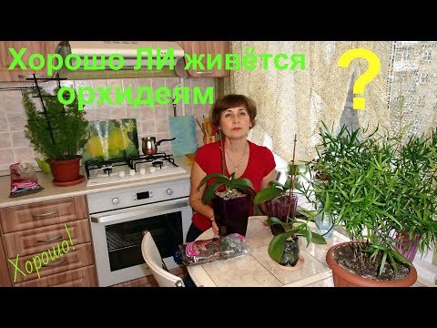 Видео: Новый дом для орхидеи. Уютно ли ей там?