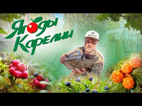 Видео: КАК ЗАРАБОТАТЬ НА ЯГОДАХ. СНАРЯЖЕНИЕ СБОРЩИКА ПРОФЕССИОНАЛА. ЯГОДЫ КАРЕЛИИ. ДЕНЬГИ НА ЯГОДАХ