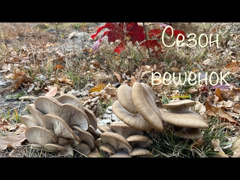 Видео: Столько вешенок я ещё не видел.Лесные вешенки.Тихая охота.Осенние грибы