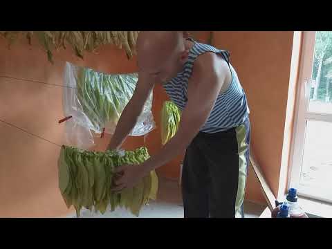 Видео: Томление(выжелчивание) табачного листа в доме или квартире !