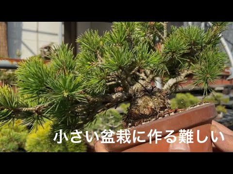 Видео: Бонсай из пятилистной сосны Как сделать меньшие и большие ветки Бонсай из золотой фасоли ・