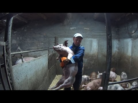 Видео: 488‼️ВЕС ПОРОСЯТ ГИГАНТИКОВ В 2 МЕСЯЦА🐷‼️
