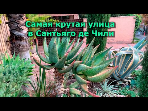 Видео: Самая крутая улица в #Сантьяго де #Чили #путешествия #КлубПутешественников #ИнтересныеРастения #алоэ