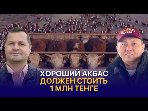 Видео: Цены на племенной скот казахской белоголовой породы и содержание акбасов — Перспектива КАН