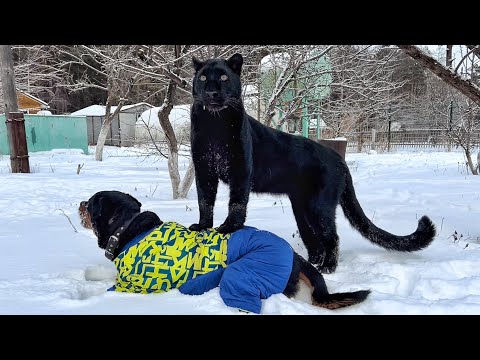 Видео: Как пантера Луна выживает в Сибири в -37🥶😳