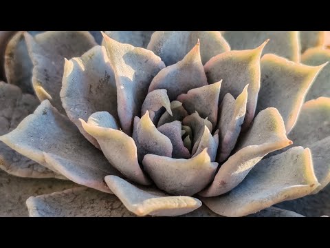Видео: Обзор суккулентов 1 мая 2024