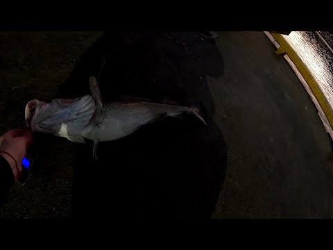 Видео: Рыба лента.  Крупняк есть. Норвегия.