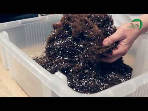 Видео: Грунт для орхидеи от компании  Сила Суздаля