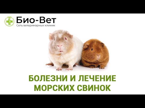 Видео: Болезни Морских Свинок 🐹 - Симптомы и Лечение // Сеть Ветклиник БИО-ВЕТ