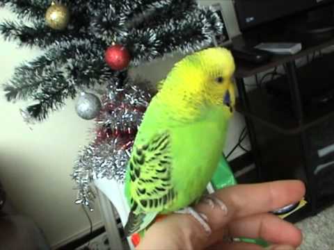 Видео: Говорящий попугай Гоша-говороша 2