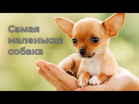 Видео: Самая маленькая собака в мире: характер, история и забота