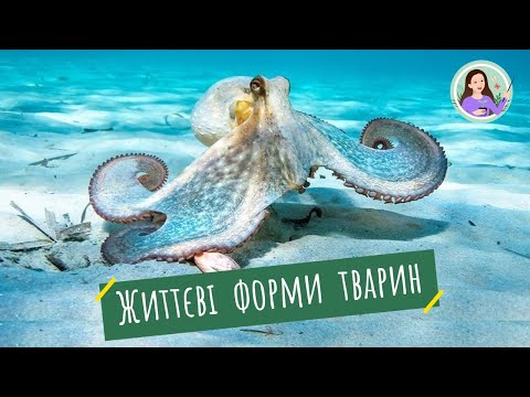 Видео: Середовища мешкання та пристосування до них тварин. Гетеротрофний тип живлення