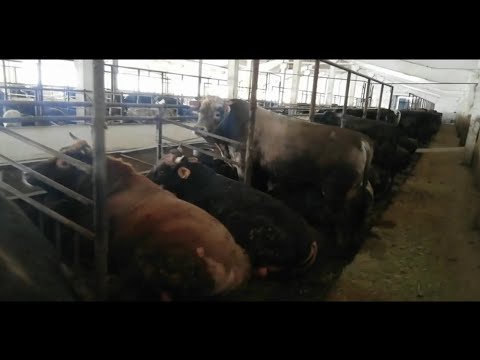 Видео: 250🐂БУКА Кашар №3 БИШКЕК ИВАНОВКА