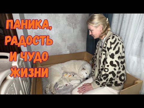 Видео: Неожиданные роды самоеда. И я спасла жизнь щенку