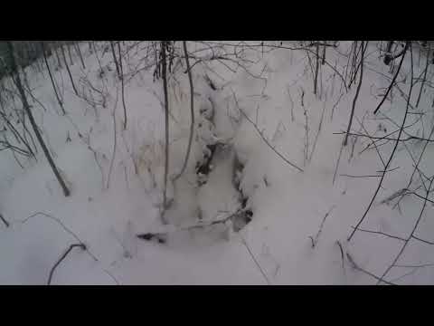 Видео: промысел соболя