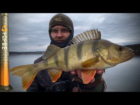 Видео: ТРОФЕЙНІ ОКУНІ 2025 на Favorite Totem TTM1-762UL-T 2.30m 1.5-7g