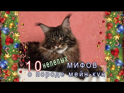 Видео: 10 нелепых МИФОВ  о породе мейн-кун /  питомник мейн-кунов Лирикум