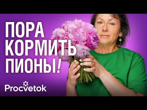 Видео: ПИОНЫ БУДУТ ЯРКО И ПЫШНО ЦВЕСТИ, если успеете сделать эти работы весной!