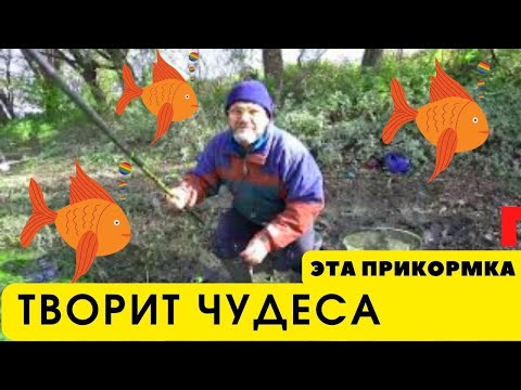 Видео: Этой чудо прикормкой Вы соберёте всю рыбу что есть в округе на зависть конкурентам