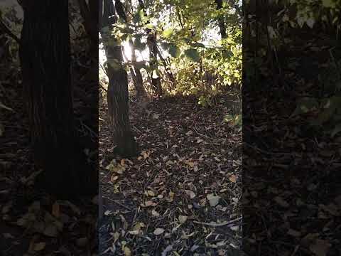 Видео: 21 жовтня 2025 р.