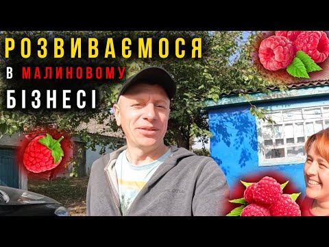 Видео: РОЗВИВАЄМСЯ В МАЛИНОВОМУ БІЗНЕСІ