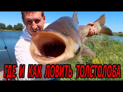 Видео: ГДЕ и КАК ловить #ТОЛСТОЛОБИКА