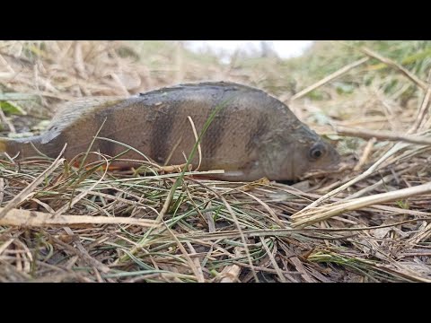 Видео: Трудовая рыбалка на окуня с Джиг-ригом, микроджигом и отводным поводком в середине ноября 2024!🎣👍