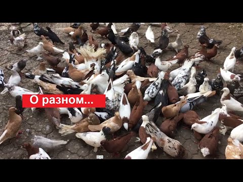 Видео: Готовим солевой раствор для купания голубей