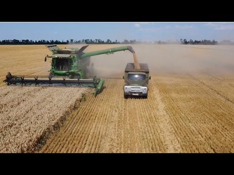 Видео: Заканчиваем уборку пшеницы 🌾убераем опыты с кас 32, вносить кас осенью или весной???