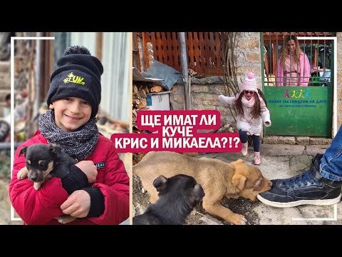 Видео: 🐶ЩЕ ИМАТ ЛИ КУЧЕ КРИС И МИКАЕЛА❓❕❓😍🐕 Живот със Синдром на Даун