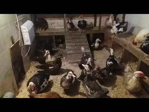 Видео: Зимнее содержание индоуток в Сибири