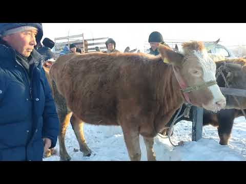 Видео: Уржар мал базары.Ірі қара мал бағасы #малбазар #малбазар2022 #уржармалбазары