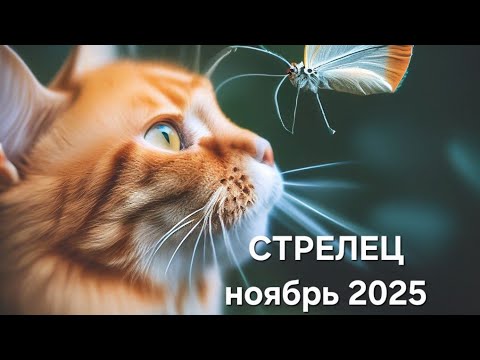 Видео: СТРЕЛЕЦ ❤️ ноябрь 2025 ❤️