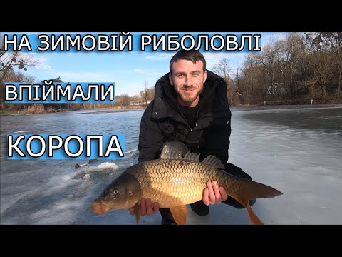 Видео: Впіймали Трофейного Коропа В Зимку Клуб Рибалок "Відпочинок"